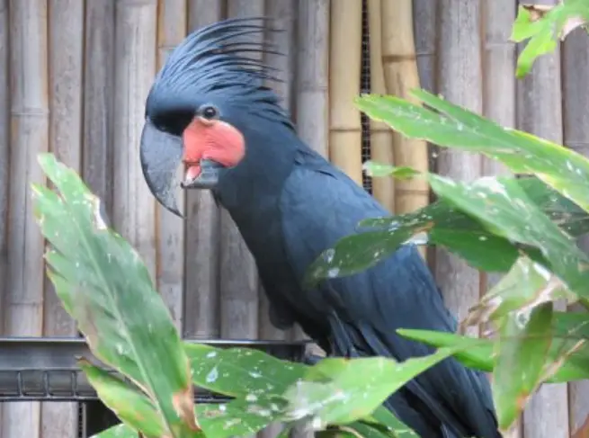 black palm cockatoo for sale - Image 2