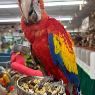 Scarlet Macaw