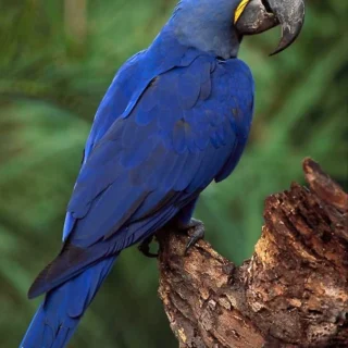 hyacinth macaw parrot for sale